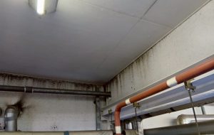愛知県豊田市　某食品工場　工場内カビ除去施工　HACCP基準